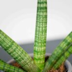sansevieria-cylindrica-skyline