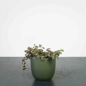 crassula-marginata-purple