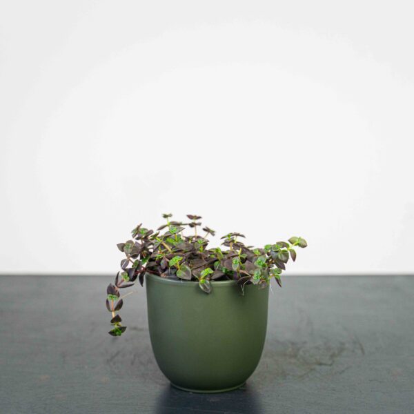 crassula-marginata-purple crassula-marginata-purple