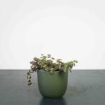 crassula-marginata-purple