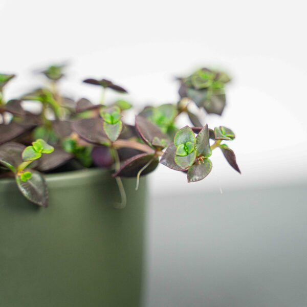 crassula-marginata-purple crassula-marginata-purple