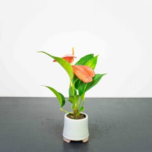 anthurium-scherzerianum-baby