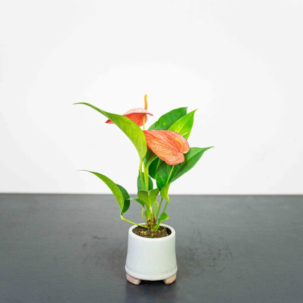 anthurium-scherzerianum-baby anthurium-scherzerianum-baby
