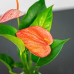 anthurium-scherzerianum-baby