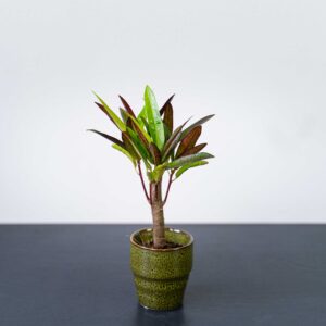 kroton-excurrens-variegata-baby-codiaeum