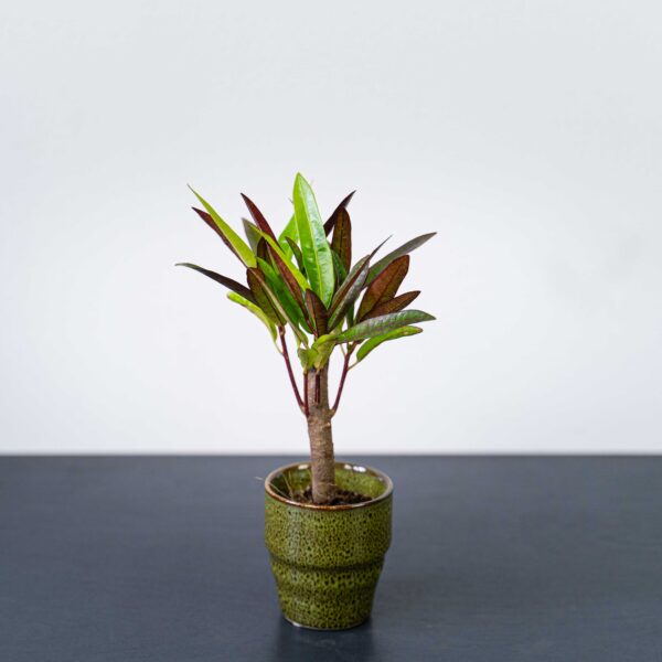 kroton-excurrens-variegata-baby-codiaeum