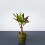 kroton-excurrens-variegata-baby-codiaeum