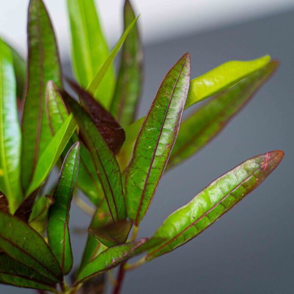 kroton-excurrens-variegata-baby-codiaeum kroton-excurrens-variegata-baby-codiaeum