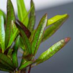 kroton-excurrens-variegata-baby-codiaeum