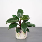 philodendron-rojo-congo