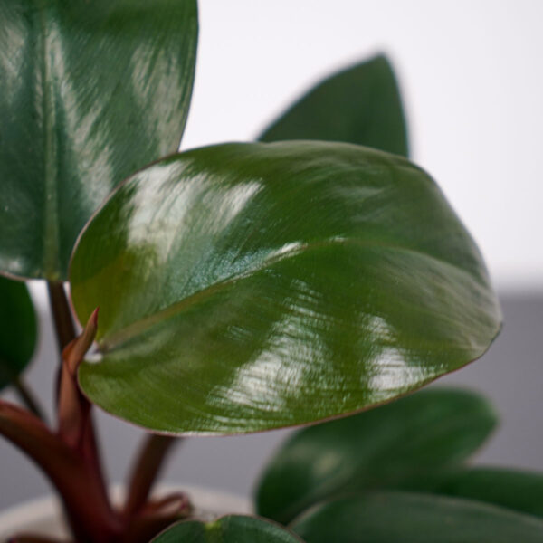 philodendron-rojo-congo philodendron-rojo-congo