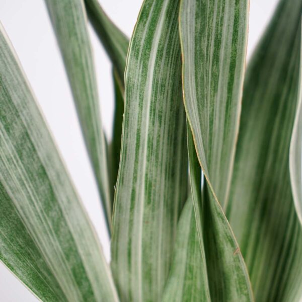 sansevieria-aubrytiana-metallica sansevieria-aubrytiana-metallica