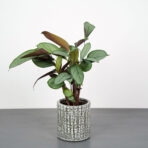 ctenanthe-setosa-grey-star