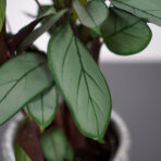 ctenanthe-setosa-grey-star