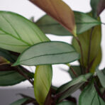 ctenanthe-setosa-grey-star