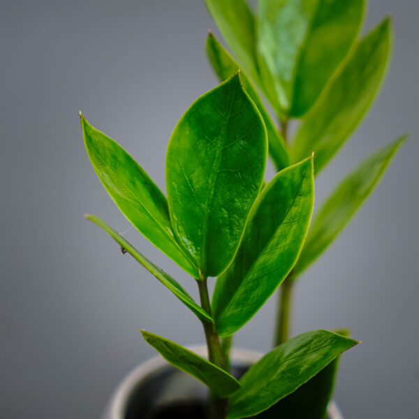 zamioculcas-zamiifolia-baby-zamiokulkas zamioculcas-zamiifolia-baby-zamiokulkas