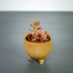 sedum-rubrotinctum-aurora-baby