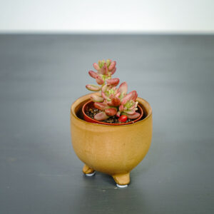 sedum-rubrotinctum-aurora-baby