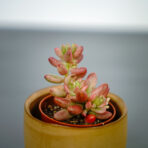 sedum-rubrotinctum-aurora-baby
