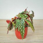 begonia-maculata-silver-spot