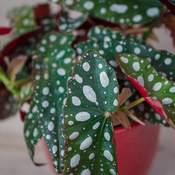 begonia-maculata-silver-spot (2) begonia-maculata-silver-spot