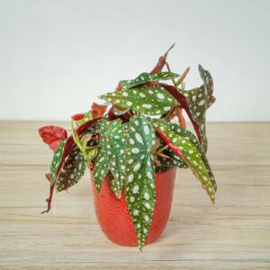 begonia-maculata-silver-spot