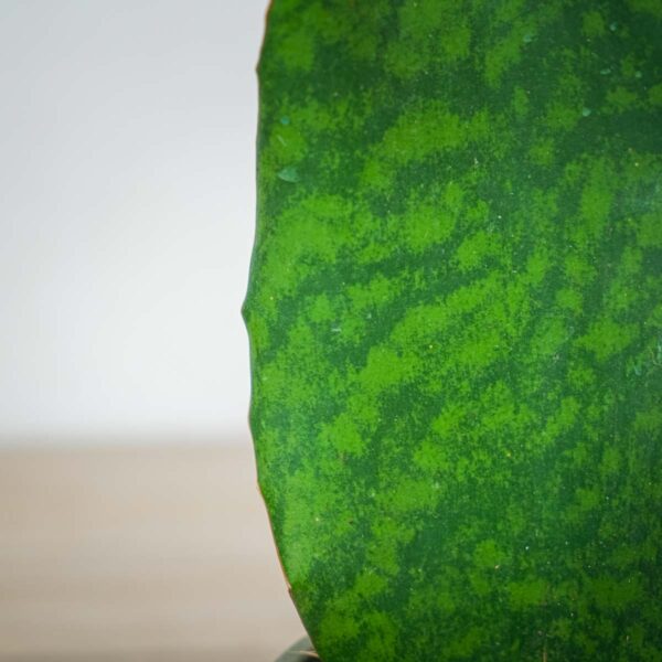 sansevieria-grandis (2) sansevieria-grandis