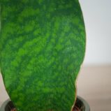 sansevieria-grandis