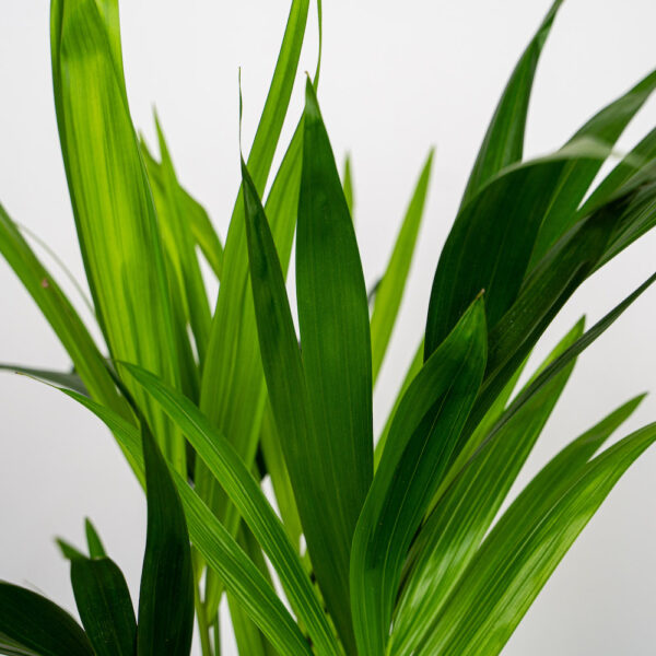 howea-forsteriana-kencja howea-forsteriana-kencja