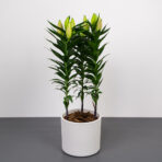 lilium-oriental-entertainer