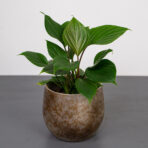 homalomena-rubescens-maggy