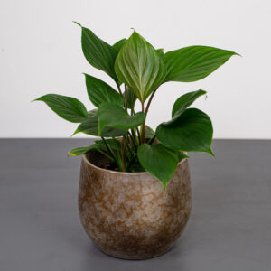 homalomena-rubescens-maggy