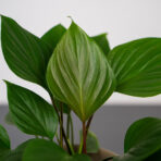 homalomena-rubescens-maggy
