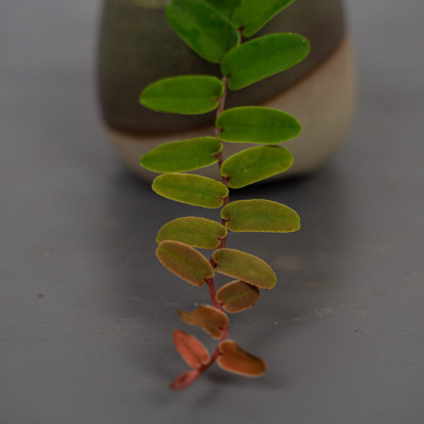 marcgravia-sintenisii marcgravia-sintenisii