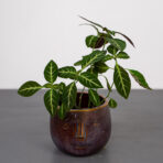 chamaeranthemum-beyrichii
