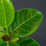 fikus-bengalski-altissima-variegata-ficus