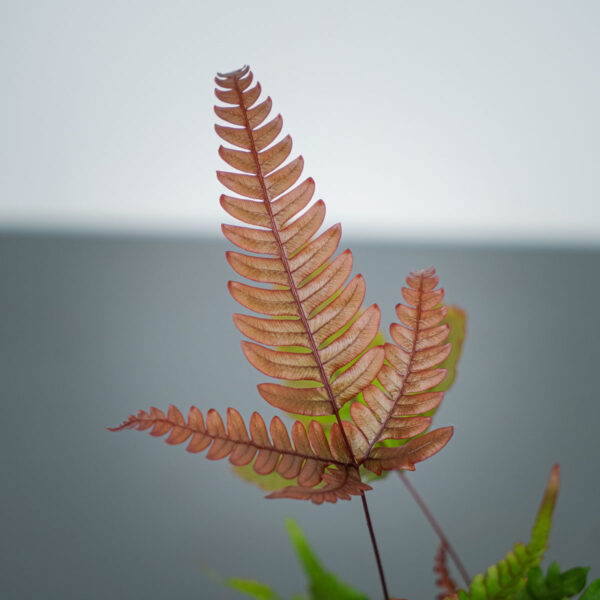 paproc-orliczka-pteris-quadriaurita-tricolor paproc-orliczka-pteris-quadriaurita-tricolor