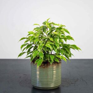 fikus-benjamin-kinky-ficus