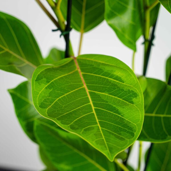 fikus-bengalski-altissima-variegata-ficus fikus-bengalski-altissima-variegata-ficus