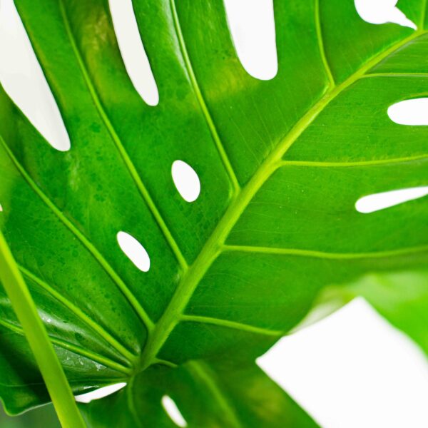 monstera-deliciosa-big-form monstera-deliciosa-big-form