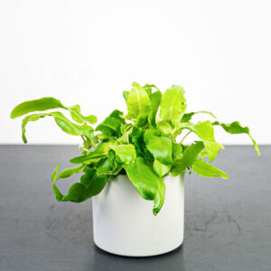 paproc-jezycznik-zwyczajny-furcata-asplenium-scolopendrium