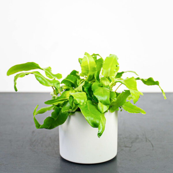 paproc-jezycznik-zwyczajny-furcata-asplenium-scolopendrium