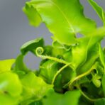 paproc-jezycznik-zwyczajny-furcata-asplenium-scolopendrium