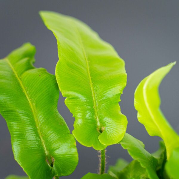 paproc-jezycznik-zwyczajny-furcata-asplenium-scolopendrium paproc-jezycznik-zwyczajny-furcata-asplenium-scolopendrium