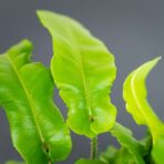 paproc-jezycznik-zwyczajny-furcata-asplenium-scolopendrium