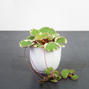 skalnica-rozlogowa-tricolor-saxifraga