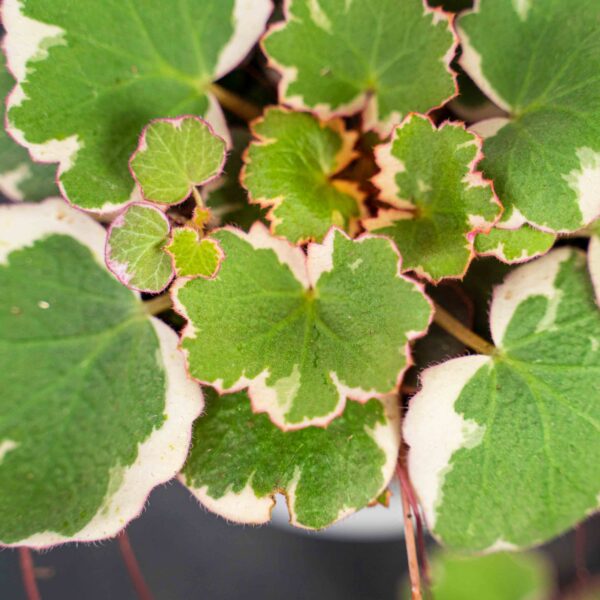 skalnica-rozlogowa-tricolor-saxifraga skalnica-rozlogowa-tricolor-saxifraga