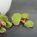 skalnica-rozlogowa-tricolor-saxifraga