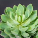 eszeweria-elegans-echeveria