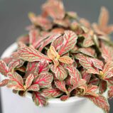 fittonia-grey-sensation